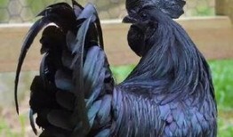 福清鸡哥爆料视频大全,揭秘幕后真相与精彩瞬间